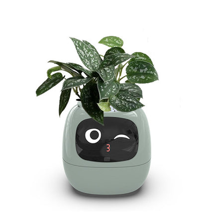 IvyGrow